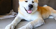Aslow participe au concours pour gagner de l'argent avec cette photo : akita, animal, blanket, canine, closeup, couch, dog, domestic, floor, friendly, fur, indoor, mammal, paw, pet, relaxed, resting, smiling, tile_floor, tongue_out