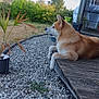 animal, bushes, calm, canine, daylight, deck, dog, garden, greenery, nature, outdoor, pebbles, pet, plant, quiet, relaxed, resting, side_view, sky, wood