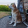 animal, calm, chair, daylight, dog, ears, fence, fur, garden, grass, house, nature, outdoor, pet, quiet, relaxed, side_view, sitting, sky, wooden_deck