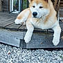 animal, bench, canine, daylight, dog, ears, fur, gravel, house, nature, nose, outdoor, paw, pet, quiet, relaxed, resting, window, wood, wooden_deck