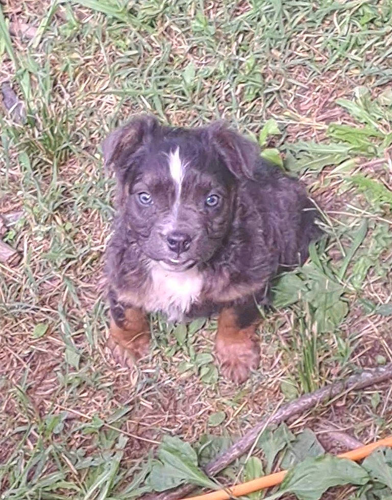 Stubby joined the competition — help win amazing prizes! canidae, carnivore, companion_dog, dog, dog_breed, grass, groundcover, gun_dog, herding_dog, hunting_dog, liver, plant, soil, spaniel, sporting_group, terrestrial_animal, working_animal, working_dog