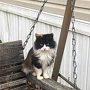 Callie is registered to the contest to win money with this photo: cat, fluffy, tri_color, outdoor, wooden_swing, bench, metal_chain, yellow_eyes, animal, pet, feline, fur, sitting, side_view, nature, garden, leaf_litter, quiet, curious, domestic