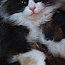 cat, black_and_white, fluffy, pet, animal, fur, whiskers, paws, relaxed, indoor, close_up, sleepy, cute, mammal, domestic, feline, portrait, soft, cozy, resting