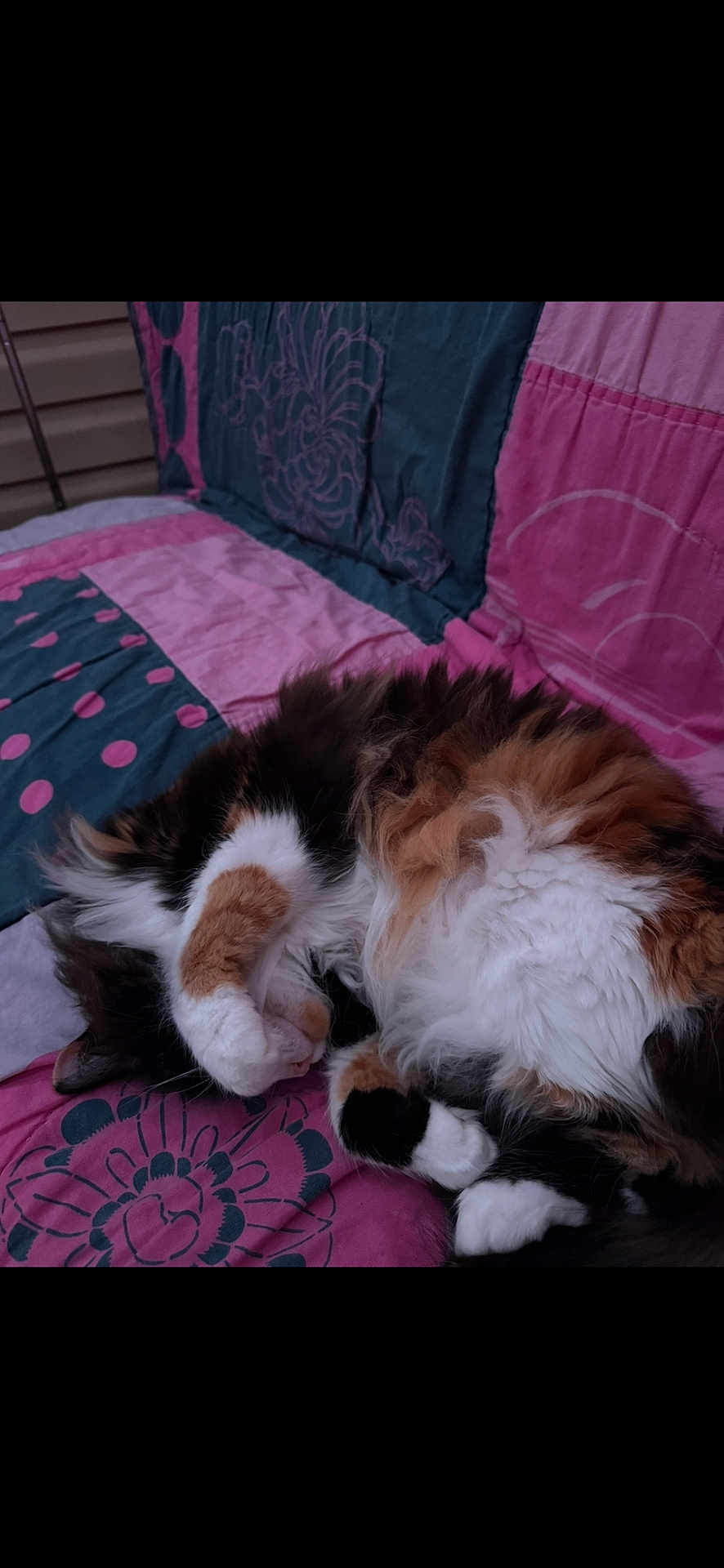 Callie