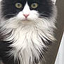 Callie is registered to the contest to win money with this photo: cat, fluffy, black_and_white, yellow_eyes, pet, animal, fur, whiskers, sitting, close_up, outdoor, curious, portrait, feline, cute, young_cat, domestic_cat, soft_fur, alert, face