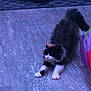 Callie is registered to the contest to win money with this photo: cat, stretching, fluffy, black_and_white, indoor, floor, pet, animal, feline, home, carpet, toy, relaxing, cute, whiskers, paws, tail, fur, domestic, playful