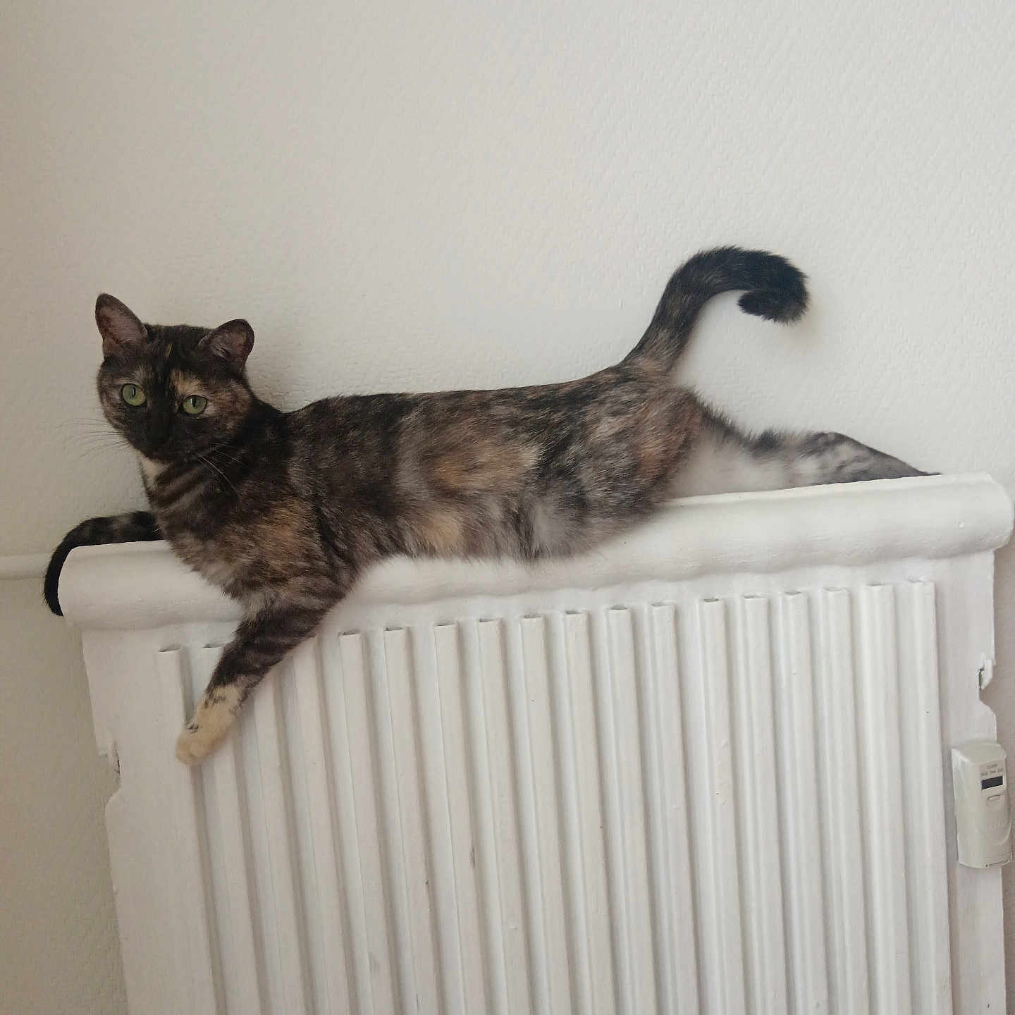 Mimi a rejoint le concours — aidez-le/la à gagner de superbes lots ! animal, calm, cat, domestic_cat, feline, fur, green_eyes, home, indoor, paw, pet, radiator, relaxed, resting, side_view, stretching, tail, tortoiseshell_cat, whiskers, white_wall