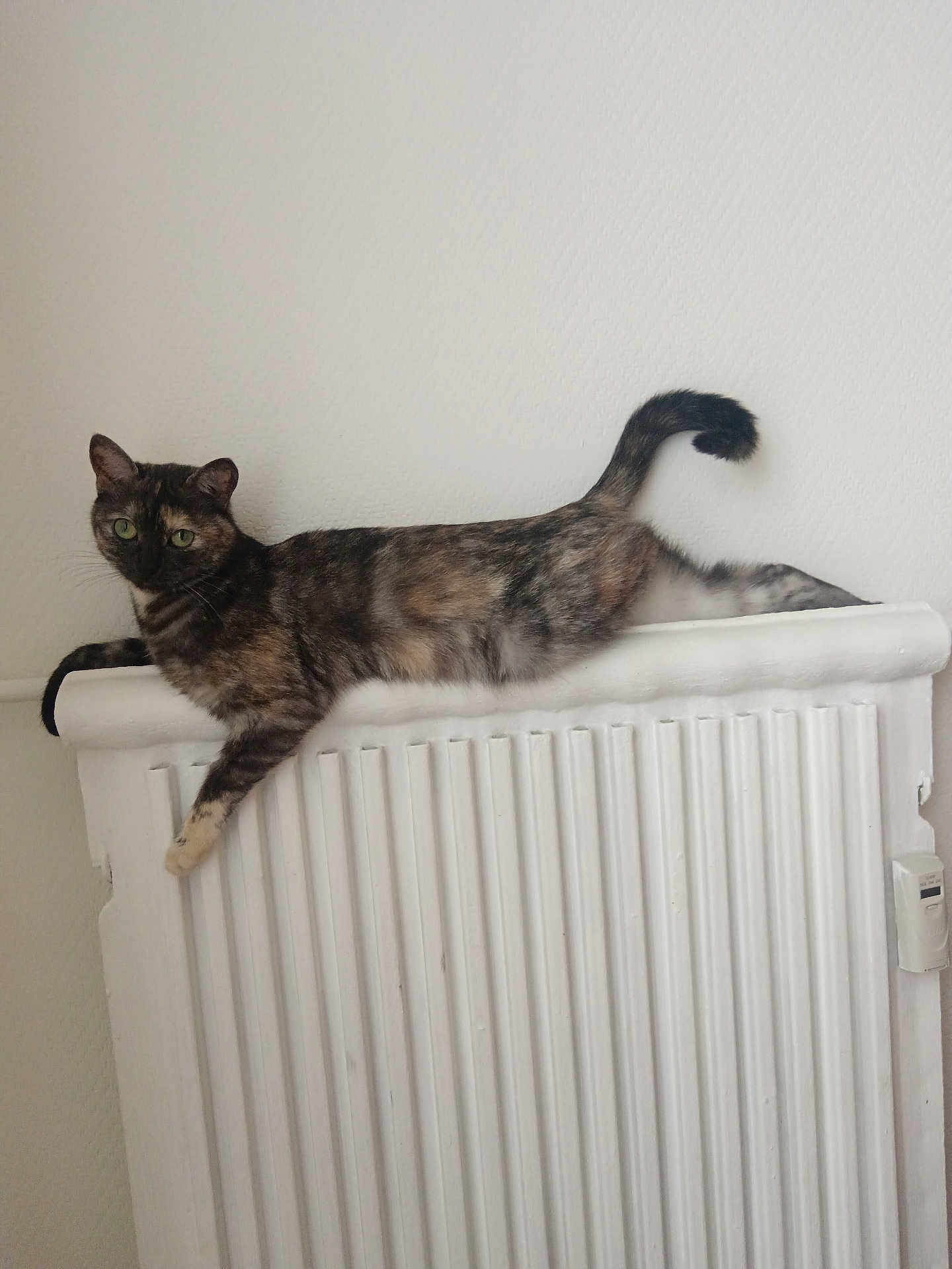 Mimi a rejoint le concours — aidez-le/la à gagner de superbes lots ! cat, tortoiseshell_cat, radiator, indoor, pet, animal, relaxed, stretching, white_wall, feline, domestic_cat, fur, green_eyes, whiskers, tail, paw, home, resting, calm, side_view
