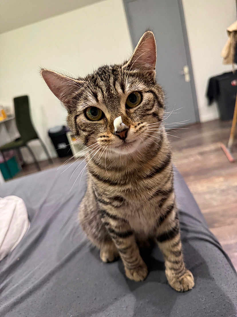 Nika a rejoint le concours — aidez-le/la à gagner de superbes lots ! cat, tabby, pet, animal, indoor, bed, feline, curious, whiskers, ears, fur, eyes, nose, cream, foam, domestic, cute, sitting, floor, room