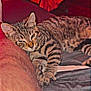Nika a rejoint le concours — aidez-le/la à gagner de superbes lots ! cat, tabby, kitten, resting, leg, indoor, bed, striped, feline, fur, paw, relaxed, cozy, sleepy, person, human_leg, warm_light, close_up, animal, pet