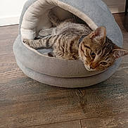 Nika a rejoint le concours — aidez-le/la à gagner de superbes lots ! cat, tabby_cat, pet_bed, gray, indoor, floor, wood_floor, relaxed, resting, animal, feline, cozy, cute, house_pet, domestic_animal, fur, whiskers, ears, collar, sleepy