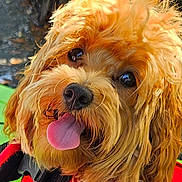 Bugz is registered to the contest to win money with this photo: dog, golden_dog, shaggy_fur, fluffy, tongue_out, black_nose, brown_eyes, happy, portrait, close_up, pet, harness, red_harness, outdoor, animal, canine, adorable, playful, long_hair, smiling