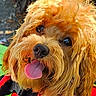 dog, golden_dog, shaggy_fur, fluffy, tongue_out, black_nose, brown_eyes, happy, portrait, close_up, pet, harness, red_harness, outdoor, animal, canine, adorable, playful, long_hair, smiling