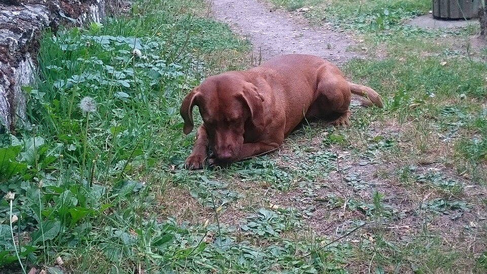 Flora Et Azor a rejoint le concours — aidez-le/la à gagner de superbes lots ! canidae, carnivore, companion_dog, dog, dog_breed, fawn, grass, groundcover, gun_dog, hunting_dog, liver, plant, snout, sporting_group, tail, terrestrial_animal, working_animal