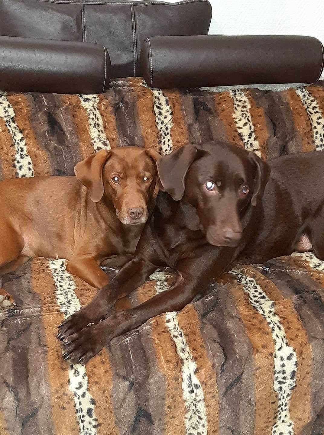 Flora Et Azor participe au concours pour gagner de l'argent avec cette photo : brown, canidae, carnivore, collar, companion_dog, dog, dog_breed, dog_collar, fawn, fur, gun_dog, liver, mammal, metal, pet_supply, snout, sporting_group, vertebrate, wood, working_animal