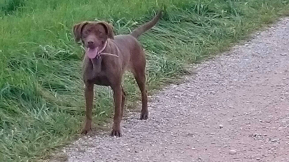 Flora Et Azor participe au concours pour gagner de l'argent avec cette photo : carnivore, collar, dog, dog_breed, dog_collar, fawn, gun_dog, hunting_dog, liver, plant, pointing_breed, soil, sporting_group, tail, terrestrial_animal, working_animal, working_dog