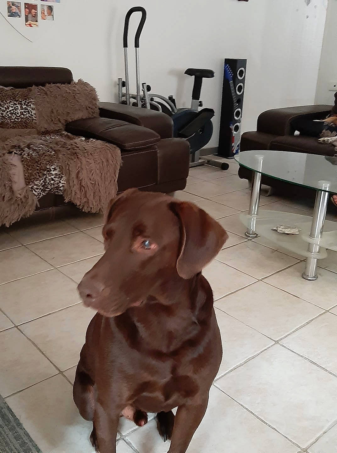Flora Et Azor participe au concours pour gagner de l'argent avec cette photo : brown, canidae, carnivore, chair, comfort, companion_dog, dog, dog_breed, fawn, floor, flooring, gun_dog, hardwood, liver, living_room, snout, sporting_group, table, wood, working_animal