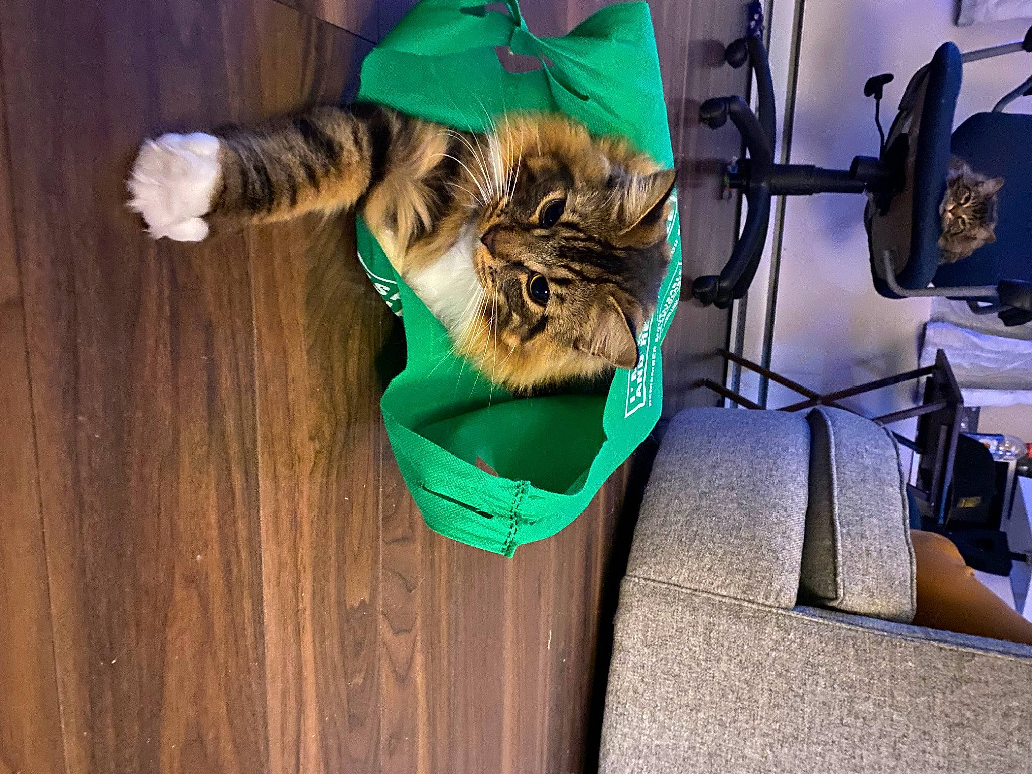 Panda is registered to the contest to win money with this photo: big_cats, carnivore, cat, chair, comfort, companion_dog, domestic_short_haired_cat, fashion_accessory, fawn, felidae, flooring, fur, grass, hardwood, small_to_medium_sized_cats, tail, terrestrial_animal, whiskers, wood, wood_stain