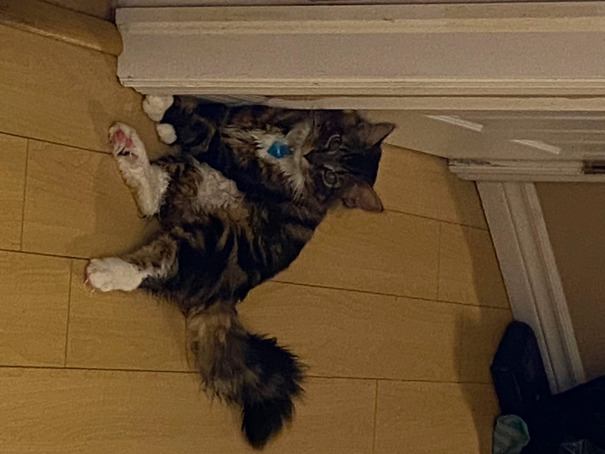 Panda joined the competition — help win amazing prizes! black_cat, carnivore, cat, claw, dog_breed, domestic_short_haired_cat, felidae, floor, flooring, fur, hardwood, paw, small_to_medium_sized_cats, sporting_group, tail, whiskers, wood