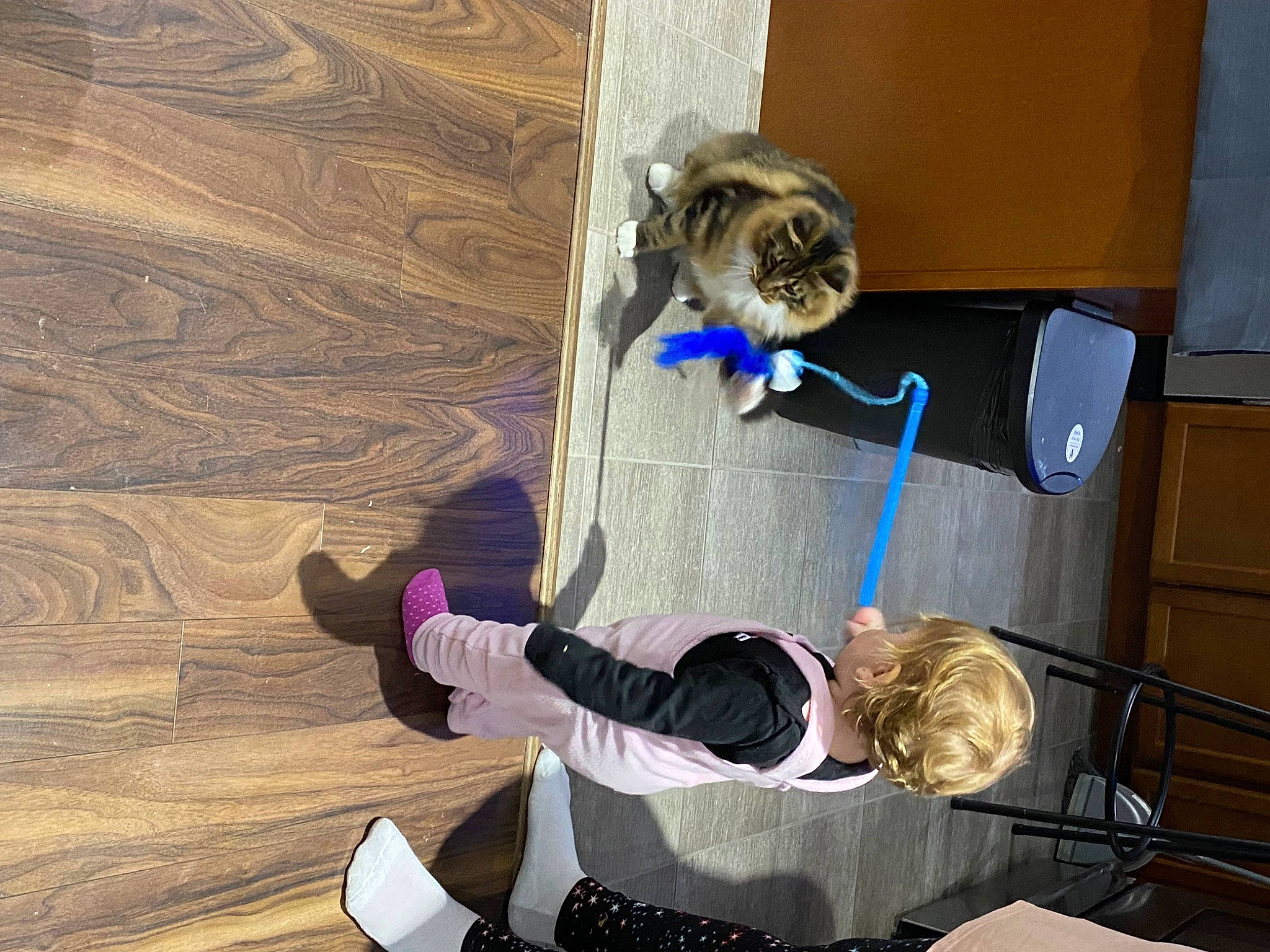 Panda joined the competition — help win amazing prizes! comfort, felidae, floor, flooring, fun, fur, hardwood, leisure, room, toddler, wood, wood_flooring