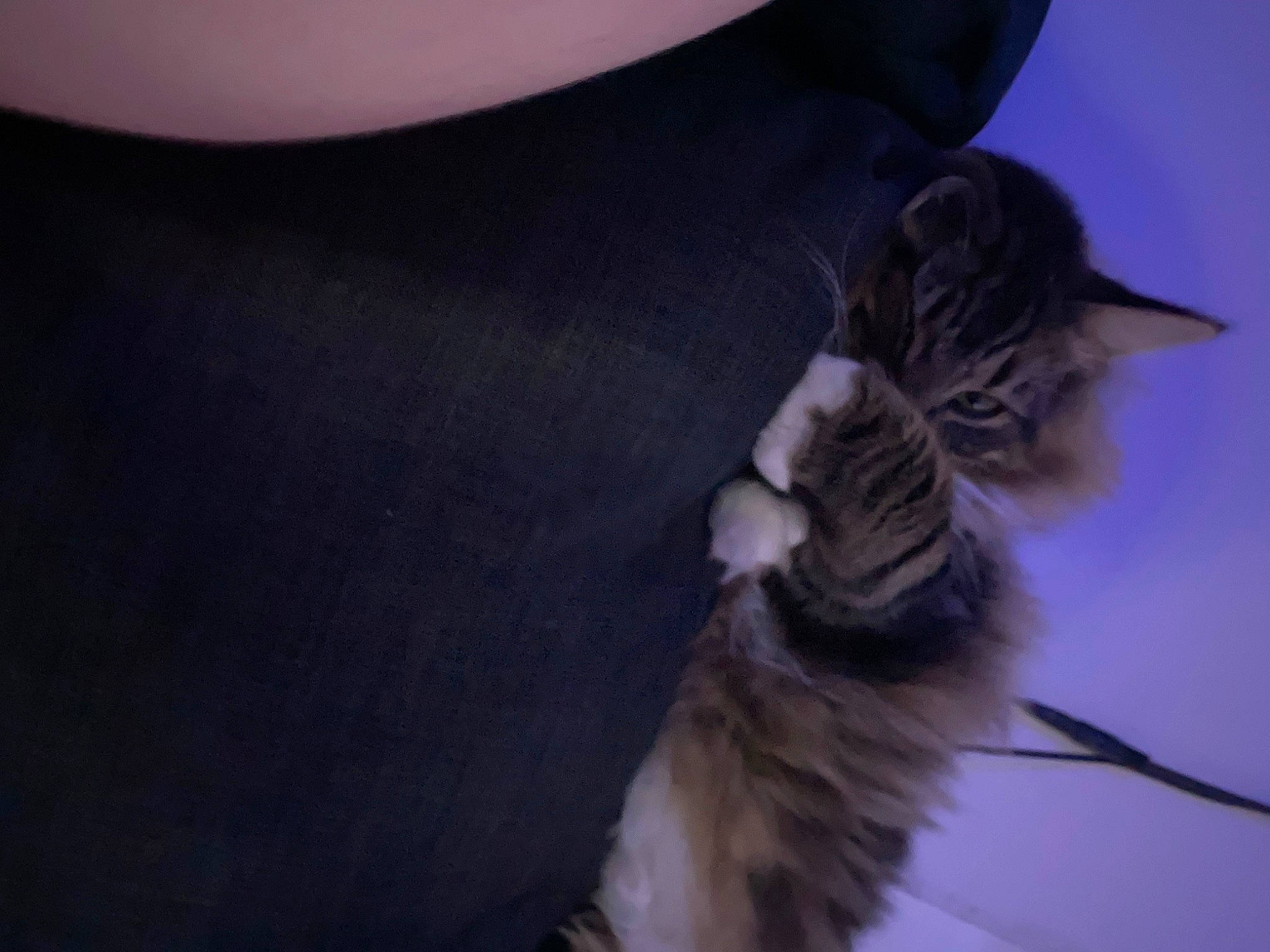 Panda joined the competition — help win amazing prizes! carnivore, cat, claw, domestic_short_haired_cat, electric_blue, feather, felidae, formal_wear, fur, gesture, grey, human_leg, maine_coon, paw, plant, sleeve, small_to_medium_sized_cats, tail, waist, whiskers