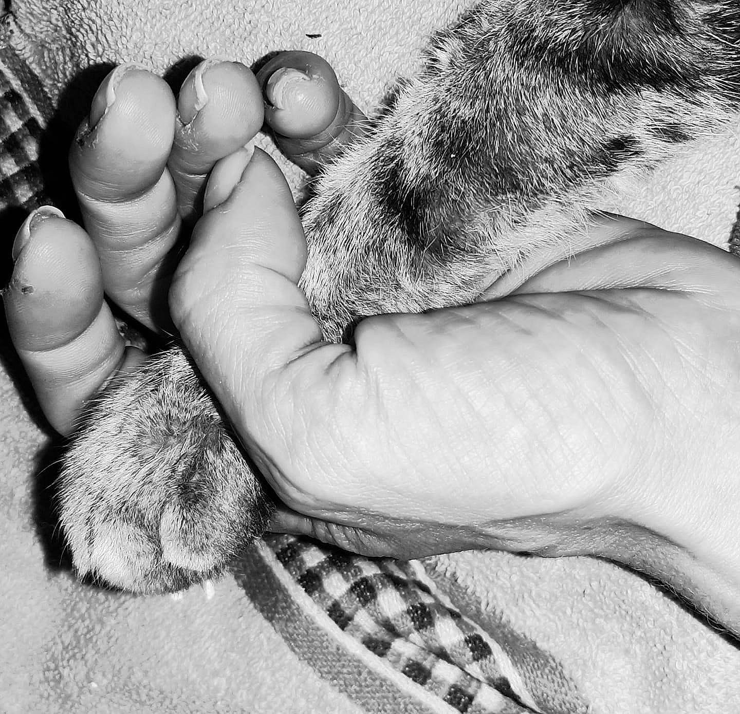 Caramel a rejoint le concours — aidez-le/la à gagner de superbes lots ! barefoot, claw, close_up, comfort, dog, finger, foot, fur, gesture, grey, human_leg, mammal, monochrome, monochrome_photography, nail, paw, toe, vertebrate, whiskers, white