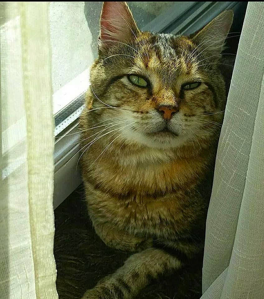 Caramel participe au concours pour gagner de l'argent avec cette photo : carnivore, cat, domestic_short_haired_cat, door, eye, felidae, fur, head, paw, small_to_medium_sized_cats, terrestrial_animal, tree, whiskers, wildlife, window