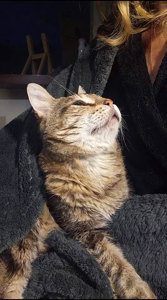 Caramel a rejoint le concours — aidez-le/la à gagner de superbes lots ! carnivore, cat, claw, domestic_short_haired_cat, fawn, felidae, fur, paw, sitting, small_to_medium_sized_cats, snout, tail, terrestrial_animal, whiskers, wildlife, window