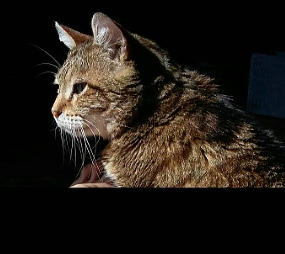 Caramel participe au concours pour gagner de l'argent avec cette photo : carnivore, cat, darkness, domestic_short_haired_cat, felidae, fur, night, small_to_medium_sized_cats, snout, terrestrial_animal, whiskers, wildlife