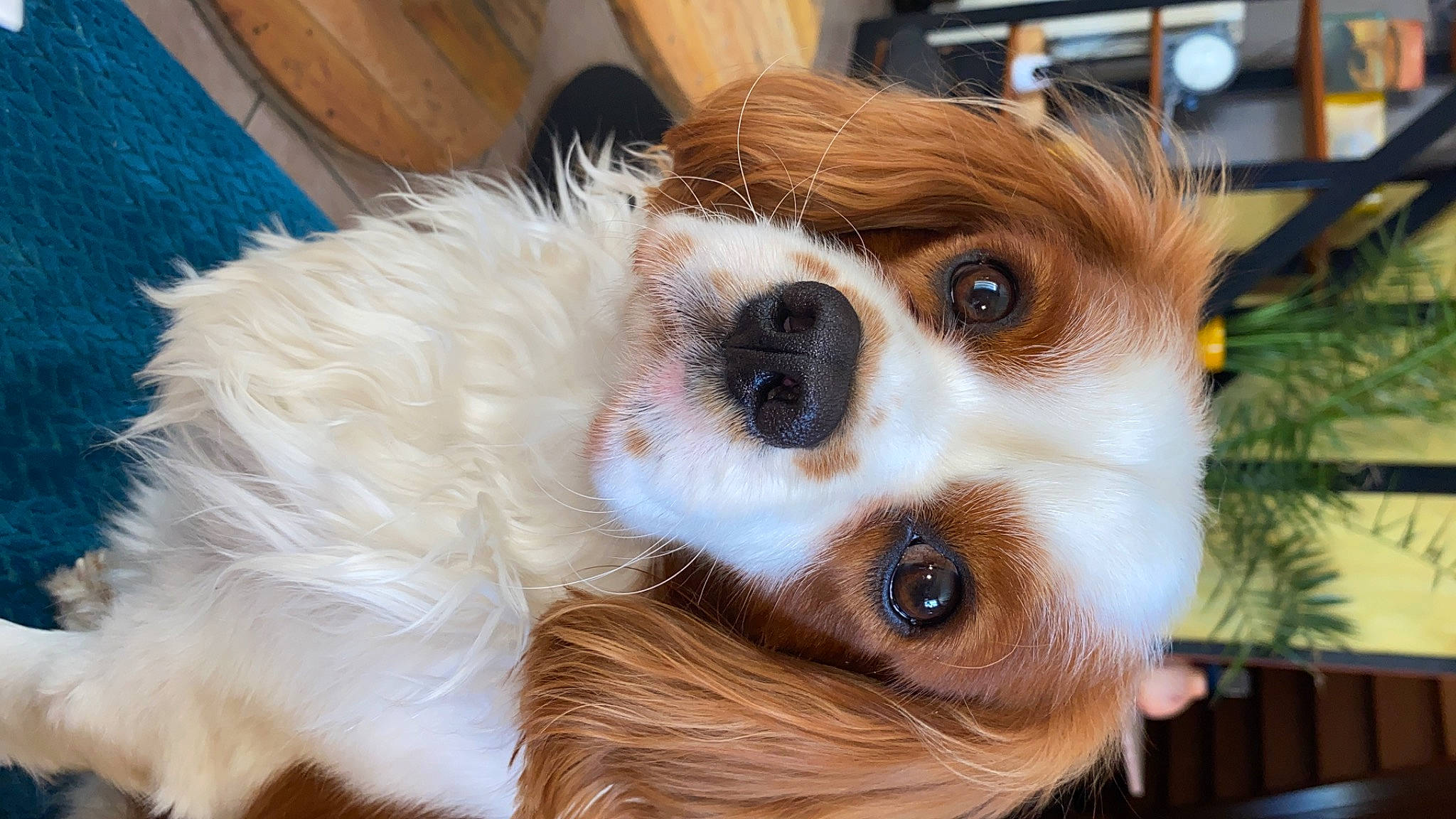 Woody participe au concours pour gagner de l'argent avec cette photo : canidae, carnivore, companion_dog, dog, dog_breed, dog_supply, ear, eyelash, eyewear, fawn, fur, puppy, sporting_group, sunglasses, toy, toy_dog, whiskers