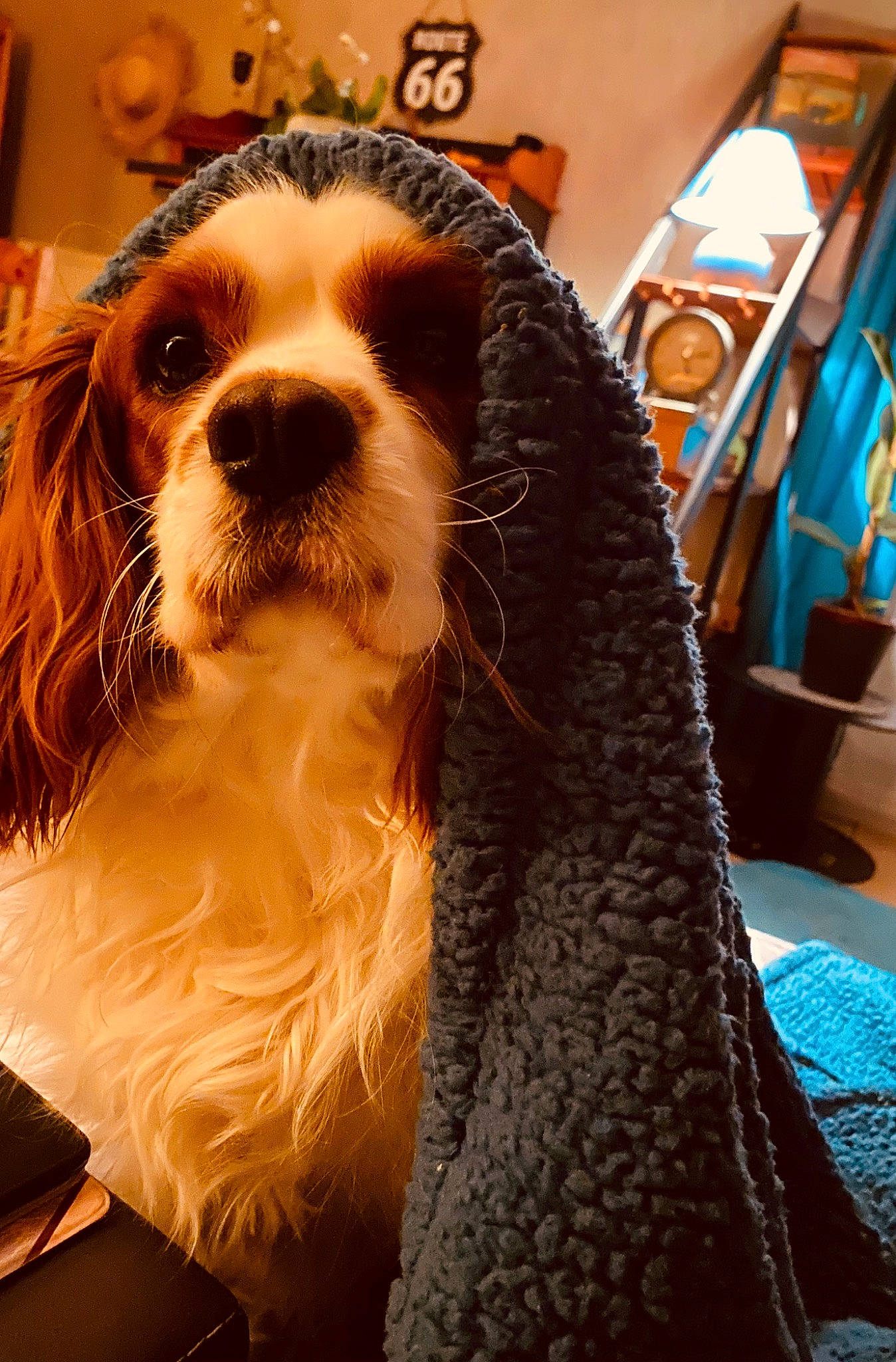 Woody participe au concours pour gagner de l'argent avec cette photo : canidae, carnivore, cavalier_king_charles_spaniel, companion_dog, dog, dog_breed, fur, hat, king_charles_spaniel, liver, smile, snout, spaniel, sporting_group, terrestrial_animal, toy_dog, whiskers, wood, working_animal, working_dog