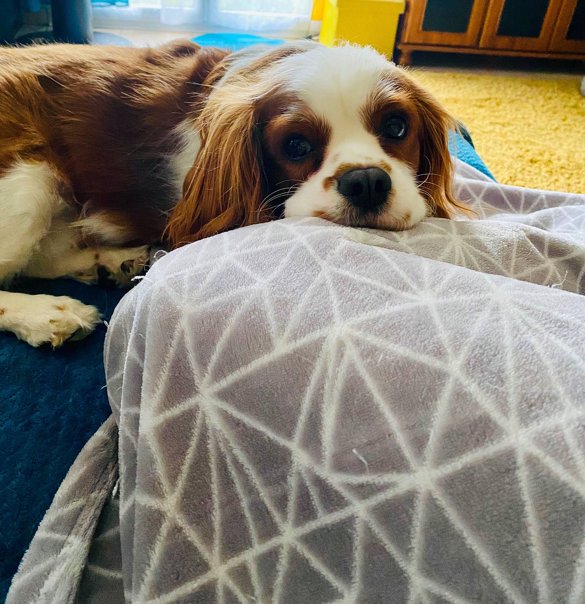 Woody a rejoint le concours — aidez-le/la à gagner de superbes lots ! bed, canidae, carnivore, cavalier_king_charles_spaniel, comfort, companion_dog, dog, dog_breed, dog_supply, fawn, flooring, fur, house, king_charles_spaniel, liver, pattern, spaniel, sporting_group, toy_dog, working_animal