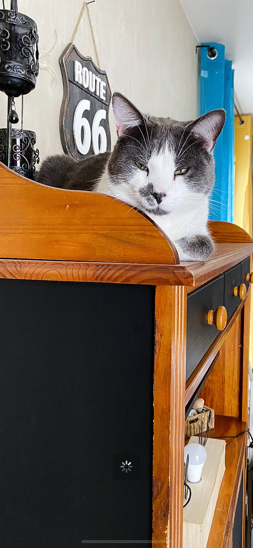 Chaplin a rejoint le concours — aidez-le/la à gagner de superbes lots ! bench, box, carnivore, cat, cat_supply, comfort, domestic_short_haired_cat, drawer, felidae, fur, grey, hardwood, shelf, shelving, sitting, small_to_medium_sized_cats, table, tail, whiskers, wood