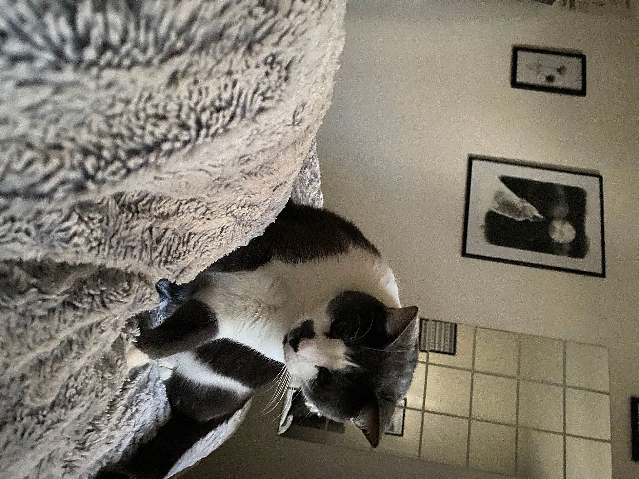 Chaplin a rejoint le concours — aidez-le/la à gagner de superbes lots ! art, black_and_white, carnivore, cat, comfort, domestic_short_haired_cat, felidae, flooring, fur, grey, linens, monochrome, monochrome_photography, paw, picture_frame, room, small_to_medium_sized_cats, tail, whiskers, wood