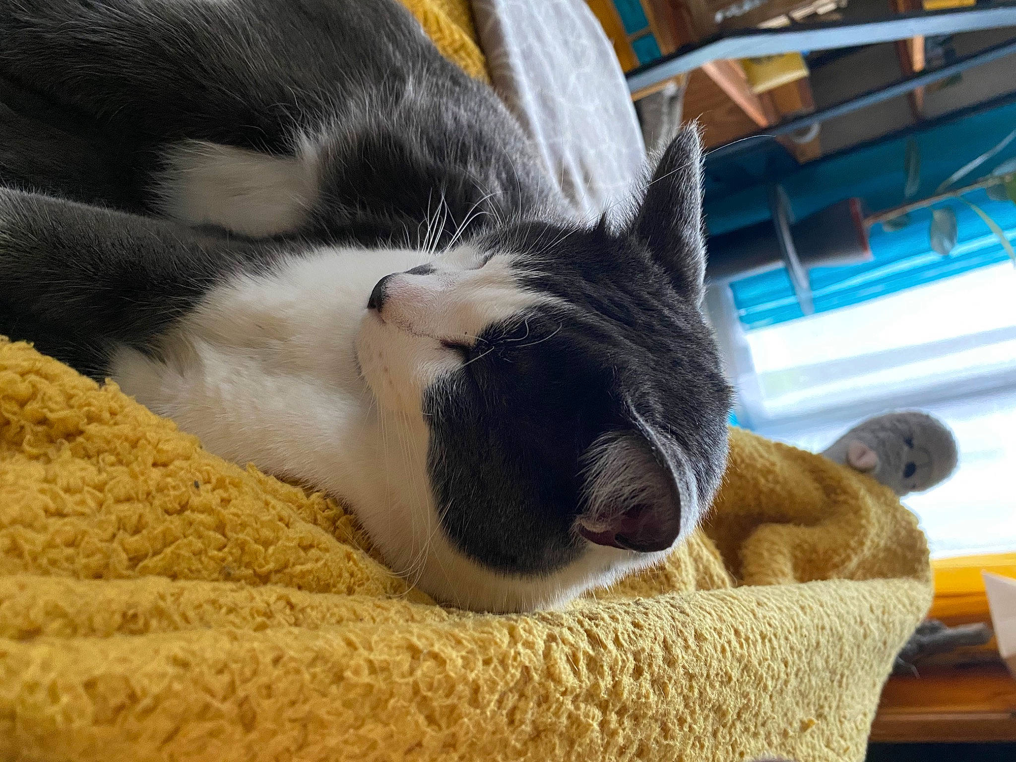 Chaplin participe au concours pour gagner de l'argent avec cette photo : carnivore, cat, cat_supply, claw, comfort, dog_breed, domestic_short_haired_cat, eye, fawn, felidae, foot, fur, human_leg, paw, small_to_medium_sized_cats, snout, tail, terrestrial_animal, whiskers, working_animal