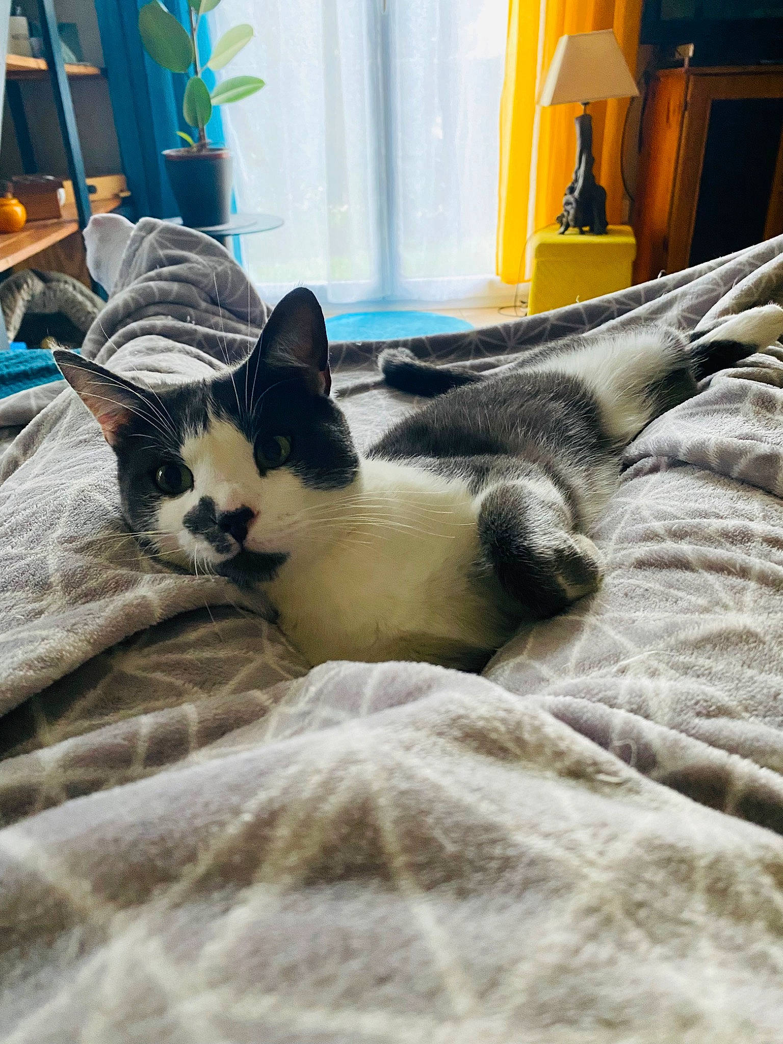 Chaplin a rejoint le concours — aidez-le/la à gagner de superbes lots ! carnivore, cat, comfort, domestic_short_haired_cat, fawn, felidae, flooring, fur, grey, linens, mammal, paw, plant, small_to_medium_sized_cats, snout, tail, tree, whiskers, window, wood