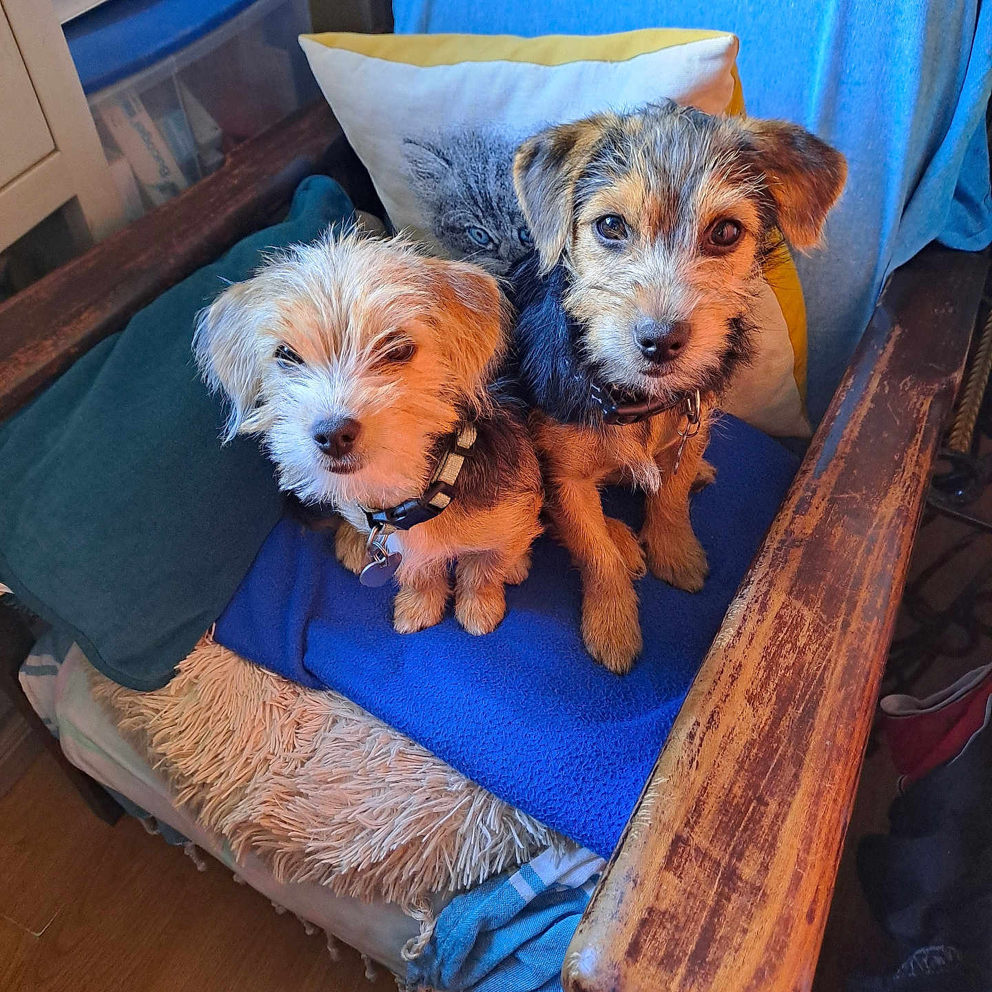Lucky Et Talia a rejoint le concours — aidez-le/la à gagner de superbes lots ! airedale, animal, bed, box, canine, chair, couch, cushion, dog, dogbed, furniture, hardwood, homedecor, hound, pet, pillow, plywood, puppy, terrier, wood