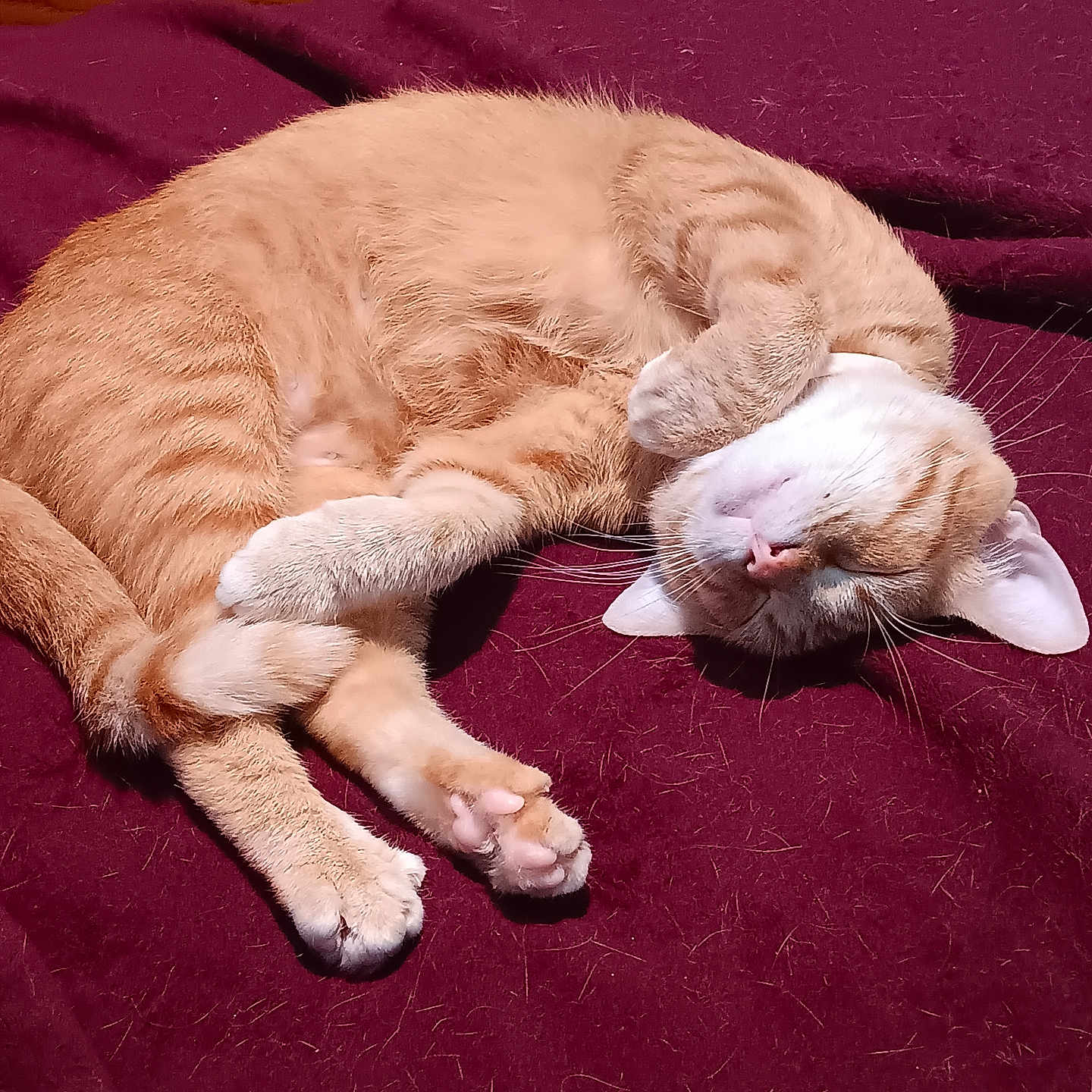 Jellybelly