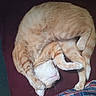 Jellybelly joined the competition — help win amazing prizes! animal, cat, circular_pose, cozy, curled_up, cute, domestic_animal, feline, fur, indoor, mammal, orange_tabby, paws, pet, relaxed, resting, sleeping, soft, tail, whiskers