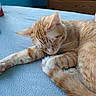 Jellybelly is registered to the contest to win money with this photo: bed, blanket, blue, cat, cozy, cute, domestic_animal, feline, fur, ginger_cat, home, indoor, paw, pet, relaxation, resting, sleeping, tail, whiskers, wooden_furniture