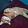 Jellybelly