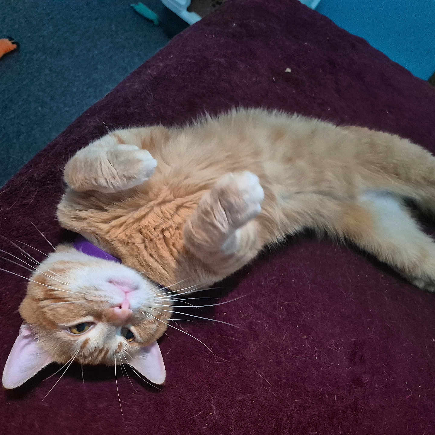 Jellybelly