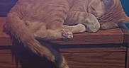 Jellybelly joined the competition — help win amazing prizes! animal, cat, cozy, curled_up, cute, domestic_cat, feline, fur, ginger_cat, head, indoor, nap, paw, pet, relaxed, resting, sleeping, tail, whiskers, wooden_cabinet