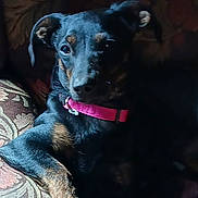 Bella is registered to the contest to win money with this photo: animal, black_dog, canine, comfort, companion, couch, dog, domestic_animal, fur, furniture, home, indoor, laying_down, patterned_fabric, paw, pet, pink_collar, portrait, relaxed, resting