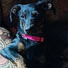 animal, black_dog, canine, comfort, companion, couch, dog, domestic_animal, fur, furniture, home, indoor, laying_down, patterned_fabric, paw, pet, pink_collar, portrait, relaxed, resting