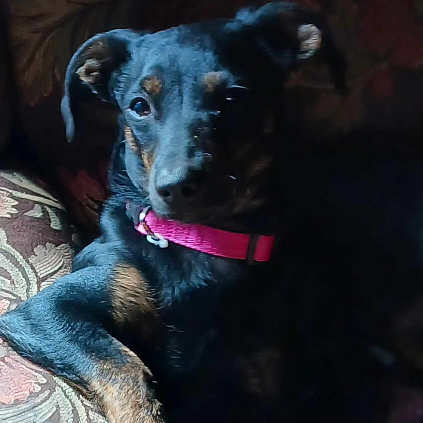 Bella