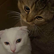 Looki participe au concours pour gagner de l'argent avec cette photo : cat, close_up, cozy, curiosity, domestic_animal, duo, ears, eyes, face, furry, indoor, kitten, looking_up, pet, pink_nose, portrait, soft_fur, tabby_cat, whiskers, white_cat