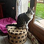 Moumoune a rejoint le concours — aidez-le/la à gagner de superbes lots ! cat, tabby_cat, stool, pet_bed, curtain, glass_door, orange_bowl, tile_floor, indoor, window, garden, greenery, furniture, animal, pet, whiskers, mammal, funny_face, domestic, cozy