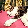 Moumoune participe au concours pour gagner de l'argent avec cette photo : cat, tabby, white, sleeping, resting, pink_blanket, couch, floral_pattern, indoor, pet, feline, collar, paw, cozy, relaxed, fur, whiskers, closeup, domestic_animal, comfort