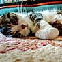 cat, lying_down, carpet, furniture, indoor, pet, relaxed, closeup, fur, whiskers, domestic, cozy, resting, tabby, home, animal, soft, patterned_carpet, couch, blur